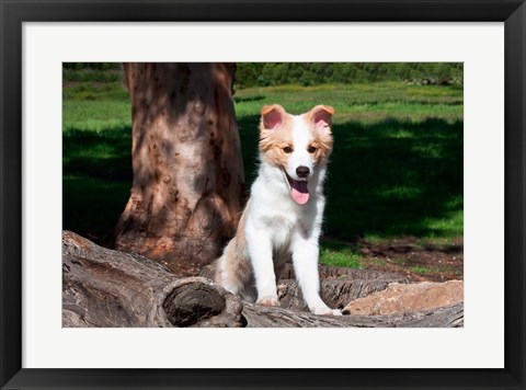 Framed Border Collie puppy dog  by a tree Print