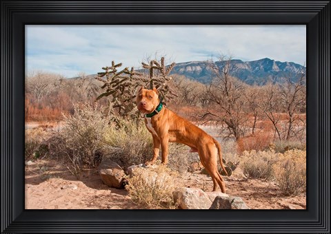 Framed American Pitt Bull Terrier dog, New Mexico Print