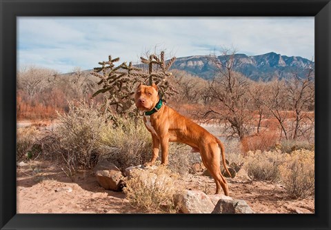 Framed American Pitt Bull Terrier dog, New Mexico Print