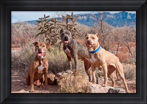 Framed Three Pitt Bull Terrier dog, New Mexico Print