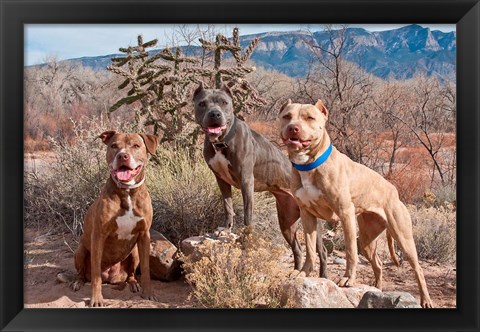 Framed Three Pitt Bull Terrier dog, New Mexico Print