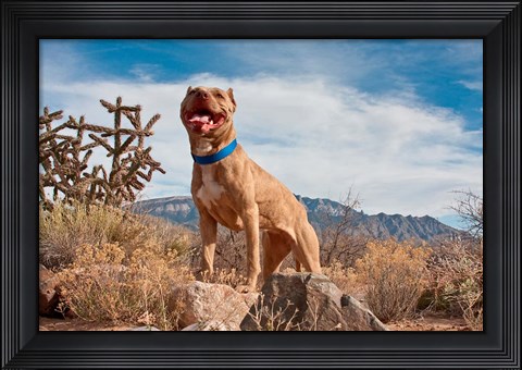Framed Pitt Bull Terrier dog Print
