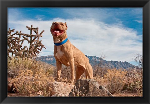 Framed Pitt Bull Terrier dog Print