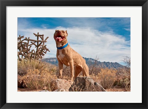 Framed Pitt Bull Terrier dog Print