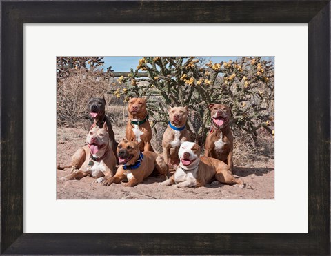 Framed American Pitt Bull Terrier dogs, cactus Print