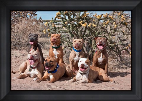 Framed American Pitt Bull Terrier dogs, cactus Print