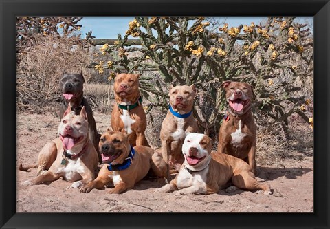 Framed American Pitt Bull Terrier dogs, cactus Print