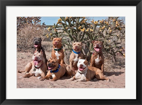 Framed American Pitt Bull Terrier dogs, cactus Print