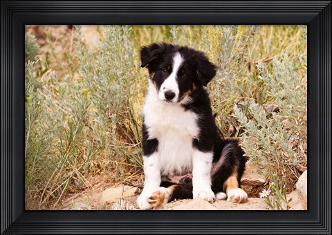 Framed Border Collie puppy dog Print