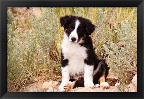Framed Border Collie puppy dog Print