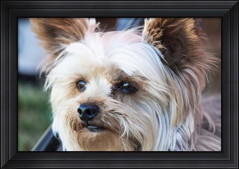 Framed Waitching Dog with Intent Print