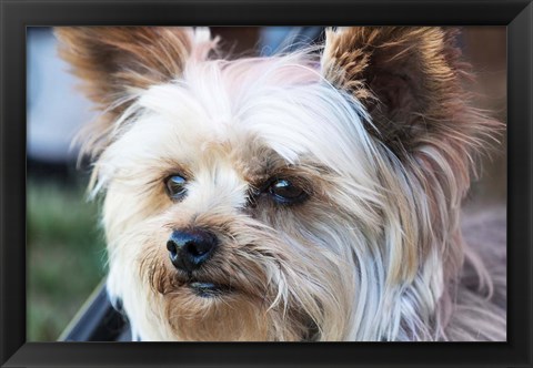 Framed Waitching Dog with Intent Print