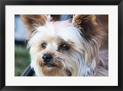 Framed Waitching Dog with Intent Print