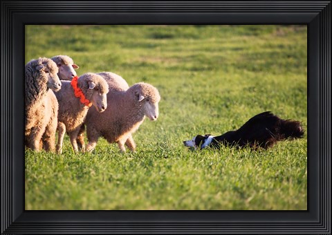 Framed Purebred Border collie dog and Merino sheep Print