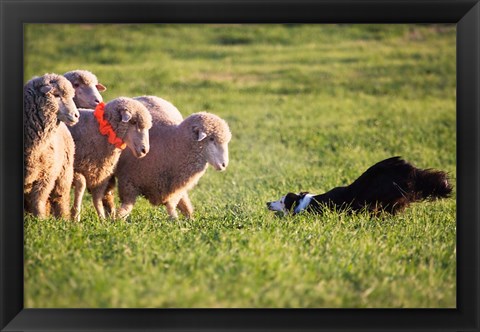 Framed Purebred Border collie dog and Merino sheep Print