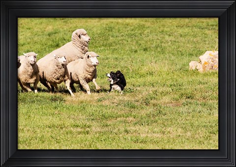 Framed Purebred Border Collie dog and sheep Print