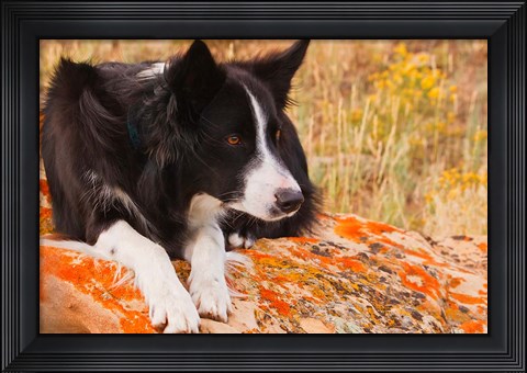 Framed Purebred Border Collie dog on moss rock Print