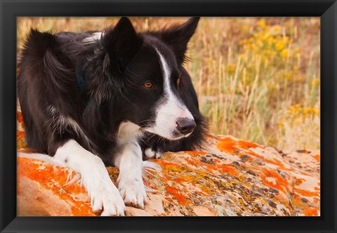 Framed Purebred Border Collie dog on moss rock Print