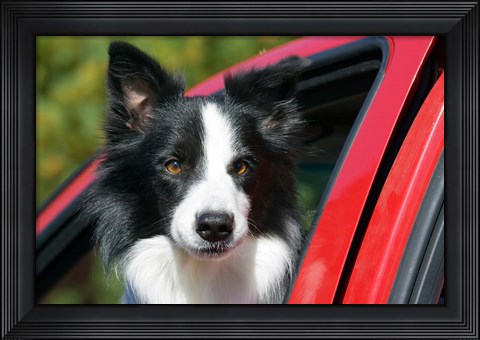 Framed Purebred Border Collie dog, red truck window Print