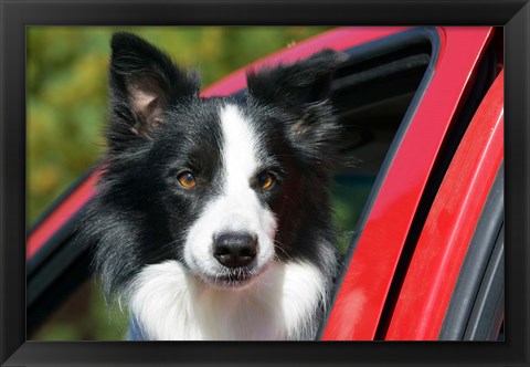 Framed Purebred Border Collie dog, red truck window Print