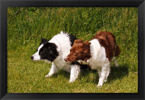 Framed Purebred Border Collie dogs Print