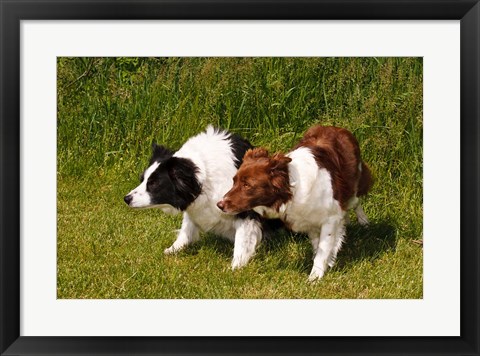 Framed Purebred Border Collie dogs Print