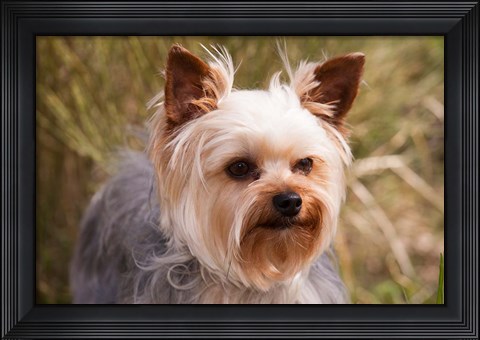 Framed Purebred Yorkshire Terrier Dog Print