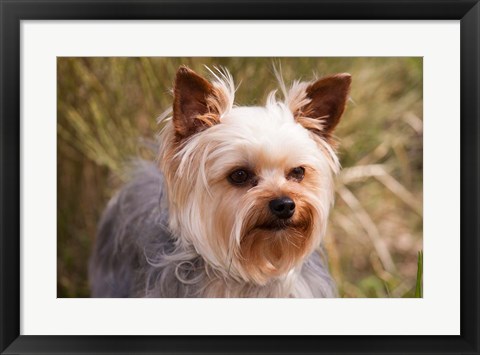 Framed Purebred Yorkshire Terrier Dog Print