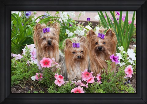 Framed Purebred Yorkshire Terrier Dog in flowers Print