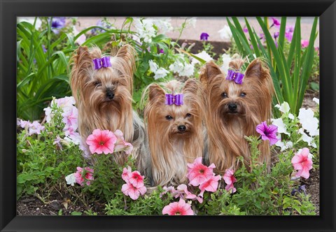 Framed Purebred Yorkshire Terrier Dog in flowers Print