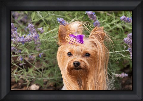 Framed Purebred Yorkshire Terrier dog, purple bow Print