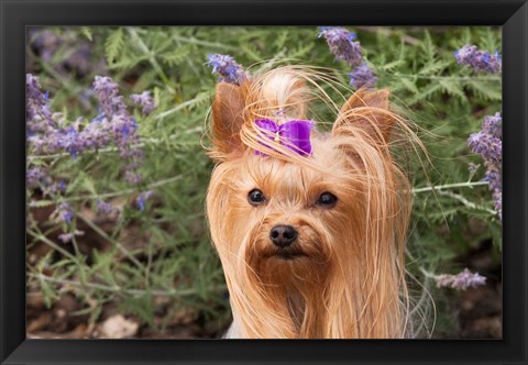 Framed Purebred Yorkshire Terrier dog, purple bow Print