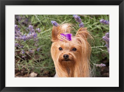 Framed Purebred Yorkshire Terrier dog, purple bow Print