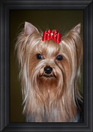 Framed Show Yorkshire Terrier Dog with red bow Print