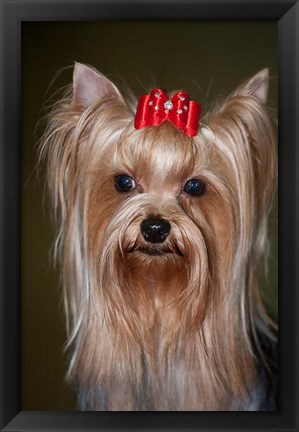 Framed Show Yorkshire Terrier Dog with red bow Print