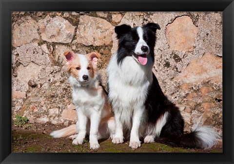 Framed adult Border Collie dog with puppy Print