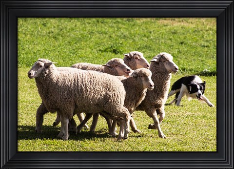Framed Purebred Border Collie dog turning sheep Print