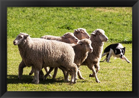 Framed Purebred Border Collie dog turning sheep Print