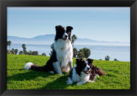 Framed Two Border Collie dogs Print