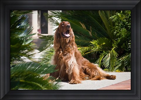 Framed Irish Setter dog surrounded by cycads Print