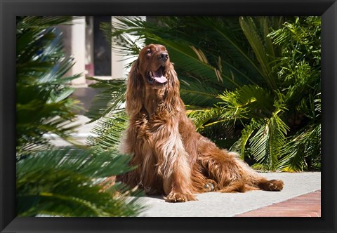 Framed Irish Setter dog surrounded by cycads Print