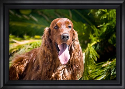 Framed Irish Setter lying surrounded by greenery Print