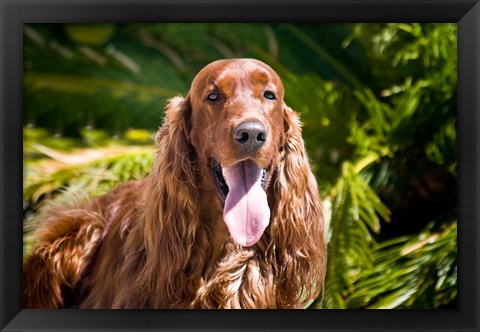 Framed Irish Setter lying surrounded by greenery Print