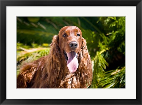 Framed Irish Setter lying surrounded by greenery Print