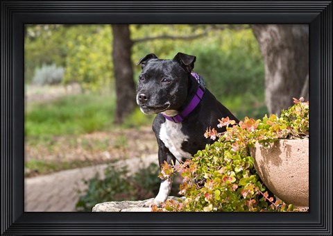 Framed Staffordshire Bull Terrier dog in a garden Print