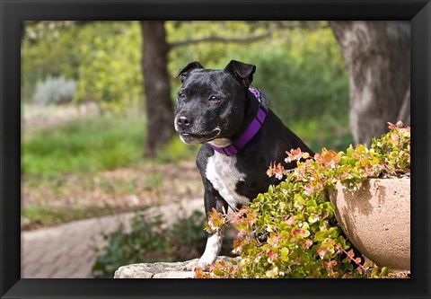 Framed Staffordshire Bull Terrier dog in a garden Print