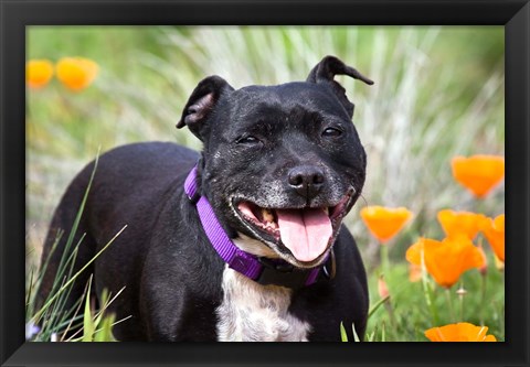 Framed Staffordshire Bull Terrier standing in a field of wild Poppy flowers Print