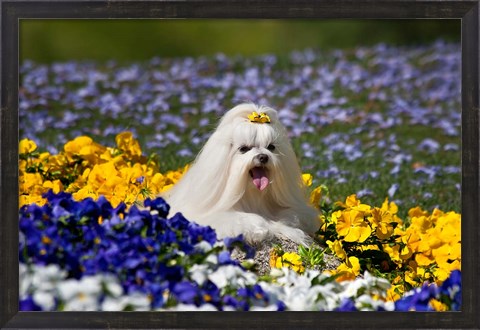 Framed USA, California Maltese lying in flowers with yellow bow Print