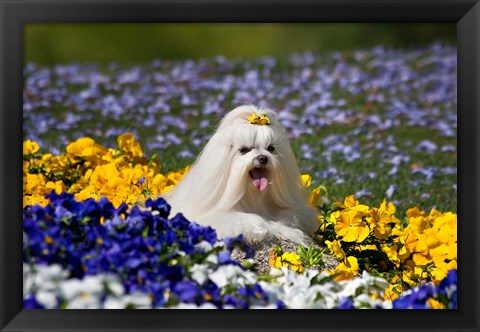 Framed USA, California Maltese lying in flowers with yellow bow Print