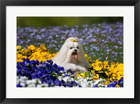 Framed USA, California Maltese lying in flowers with yellow bow Print